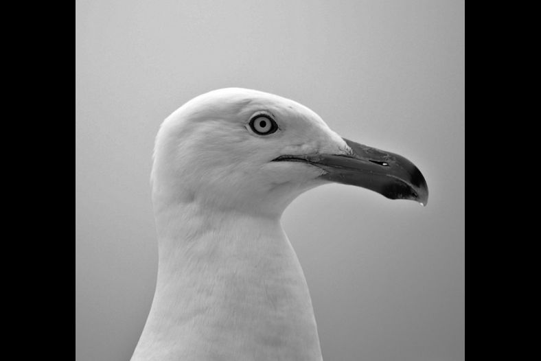 Profile of a Gull