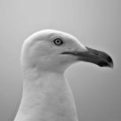 Profile of a Gull