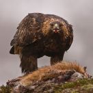 Golden Eagle