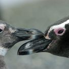 Face 2 Face