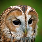 Owl portrait #2