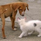 Skinny Dog And White Cat