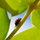 Ladybug drying her wings before a fly !
