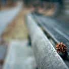 Sweet Gum Daydream