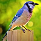 Wounded Bluejay