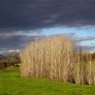 Poplars
