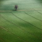 Field and Tree
