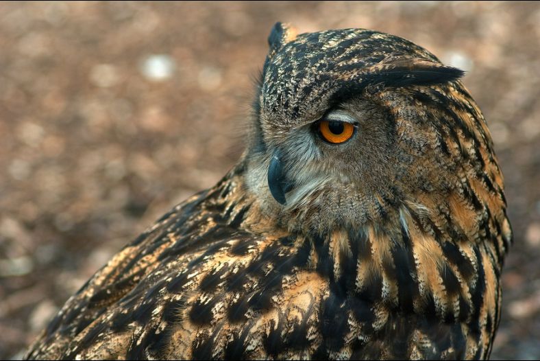 Bubo bokeh