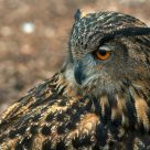 Bubo bokeh