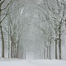 Snowfall