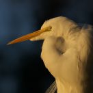Great Egret @ Sunset