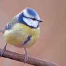 Blue Tit (Parus caeruleus)
