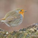 Robin