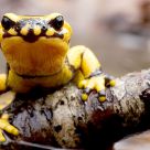 Salamandra salamandra