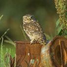 Liitle owl sitting on an old milk can
