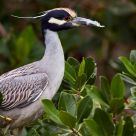 Yellow Crowned Night Heron