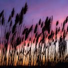 Softly at Sunrise