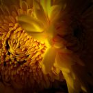 Chrysanthemums