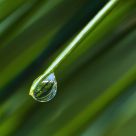 Pine Needle and Droplet