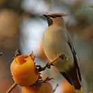 Bohemian Waxwing