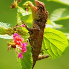 Lizard