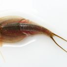 Triops