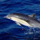 Wild Pacific Dolphin