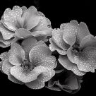 Dew Drops in Black and White