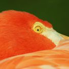 Flamingo Stare Down