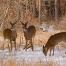 Deer