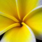 Frangipani Macro