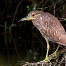 Juvenile Night Heron