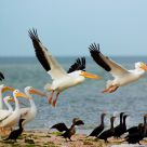 Pelican Ballet