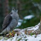 Goshawk on grouse