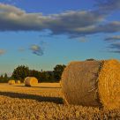 Long Shadows