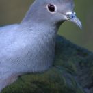 The bird