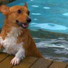 Enjoy the swim?