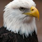 Haliaeetus leucocephalus
