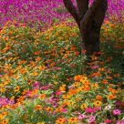 Tree and flowers