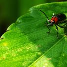 A bug