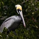 Tree Pelican