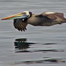 Peruvian Pelican