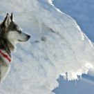 The Mountain Dog