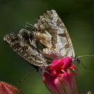 dancing on a flower