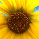 Sunflower Heart