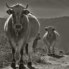 Serious cows
