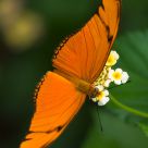 Orange beauty