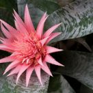 Pink star