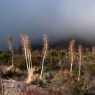 Yucca