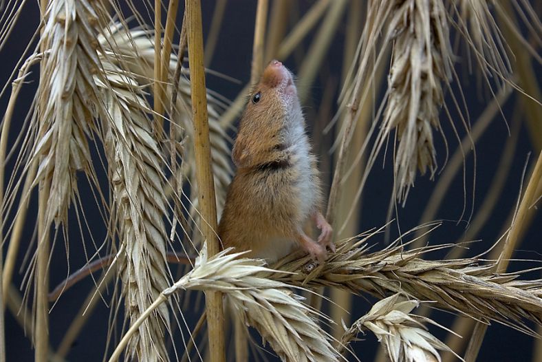 harvest mouse